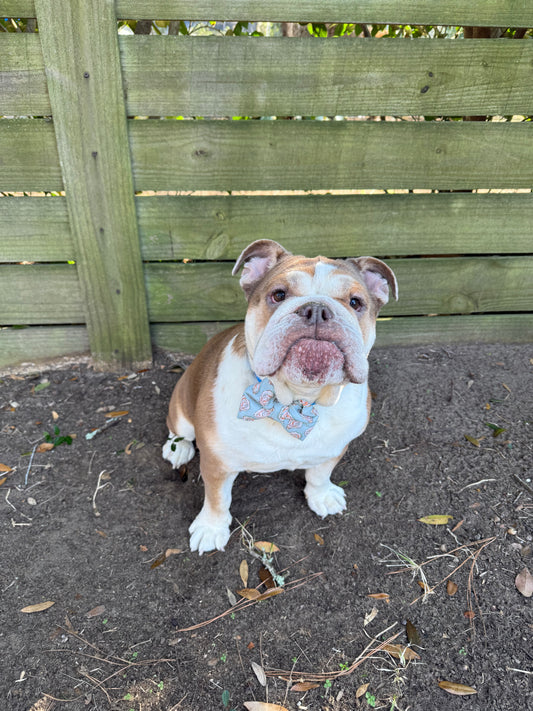 Bowtie - Beach Blue Gingham