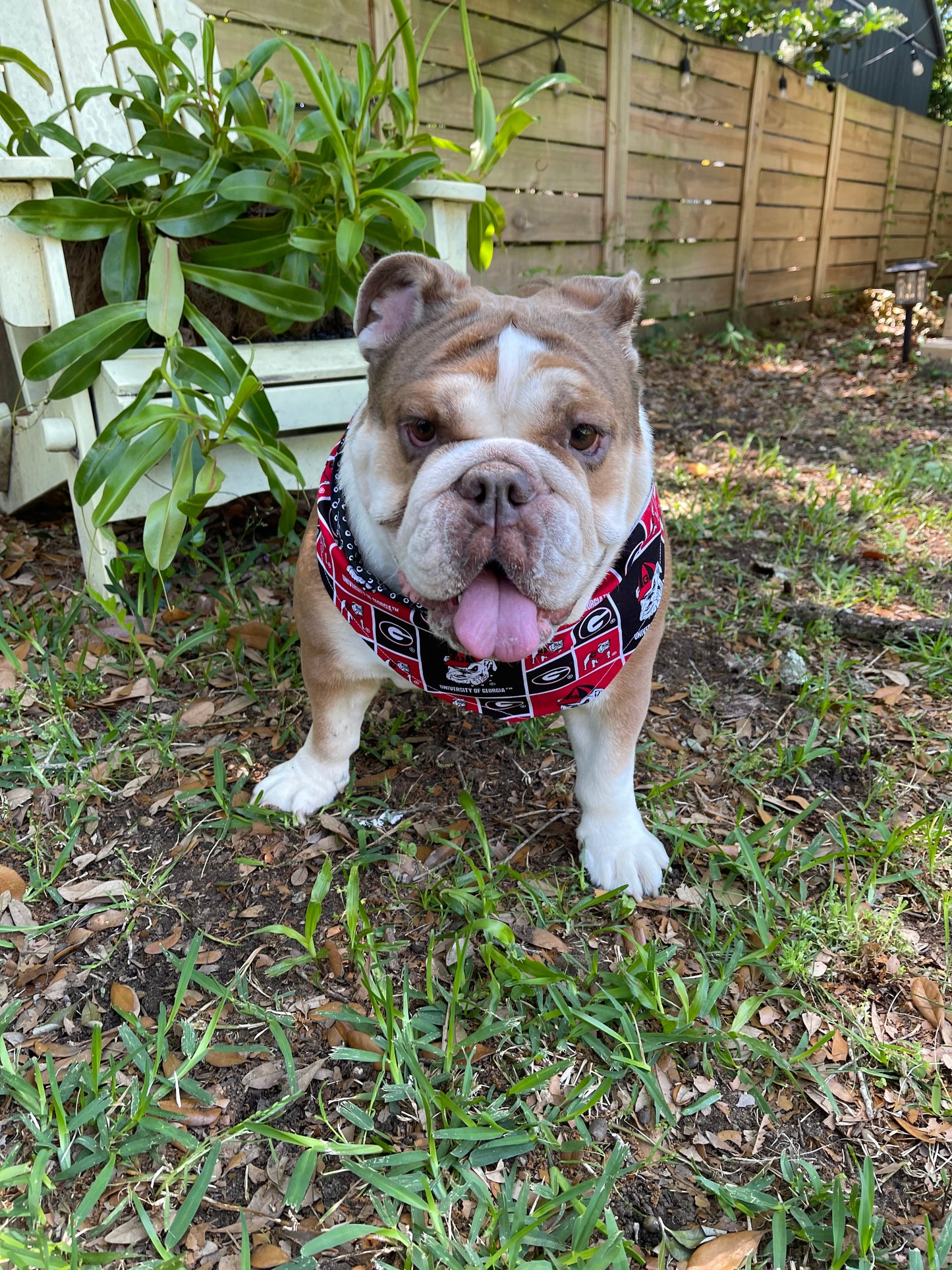 Dog Bandana - GEORGIA BULLDOGS