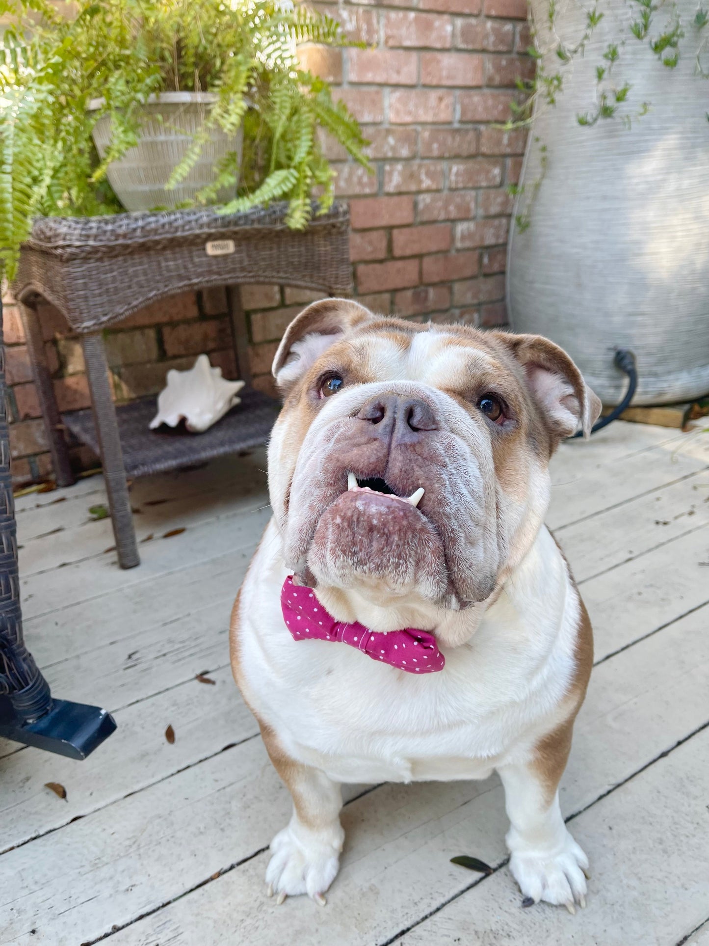 Dog Collar Bowtie -  Mini flowers on aqua