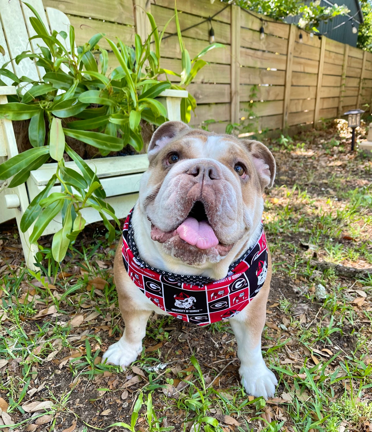 Dog Bandana - GEORGIA BULLDOGS