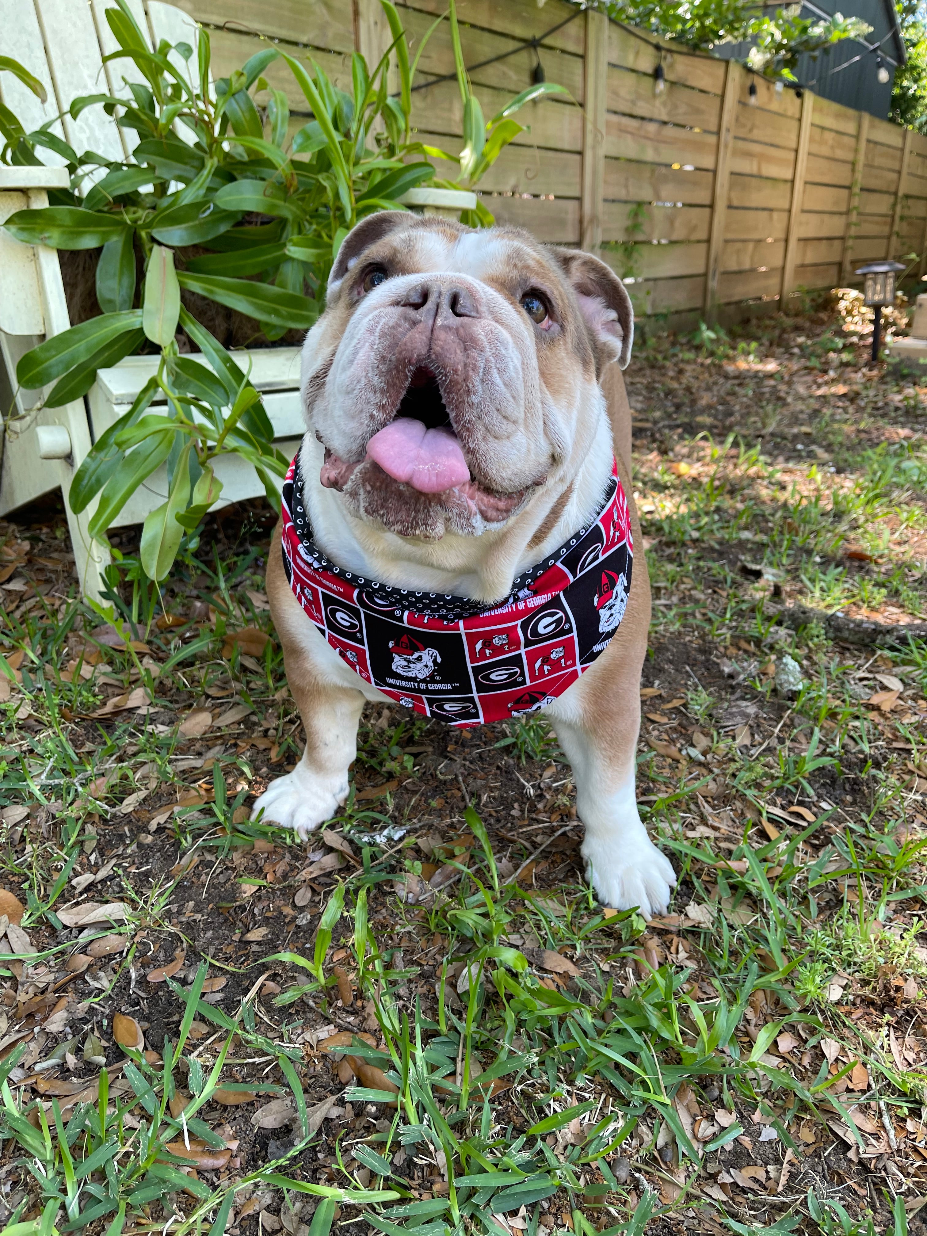 Dog Bandana GEORGIA BULLDOGS Bully Butts Boutique