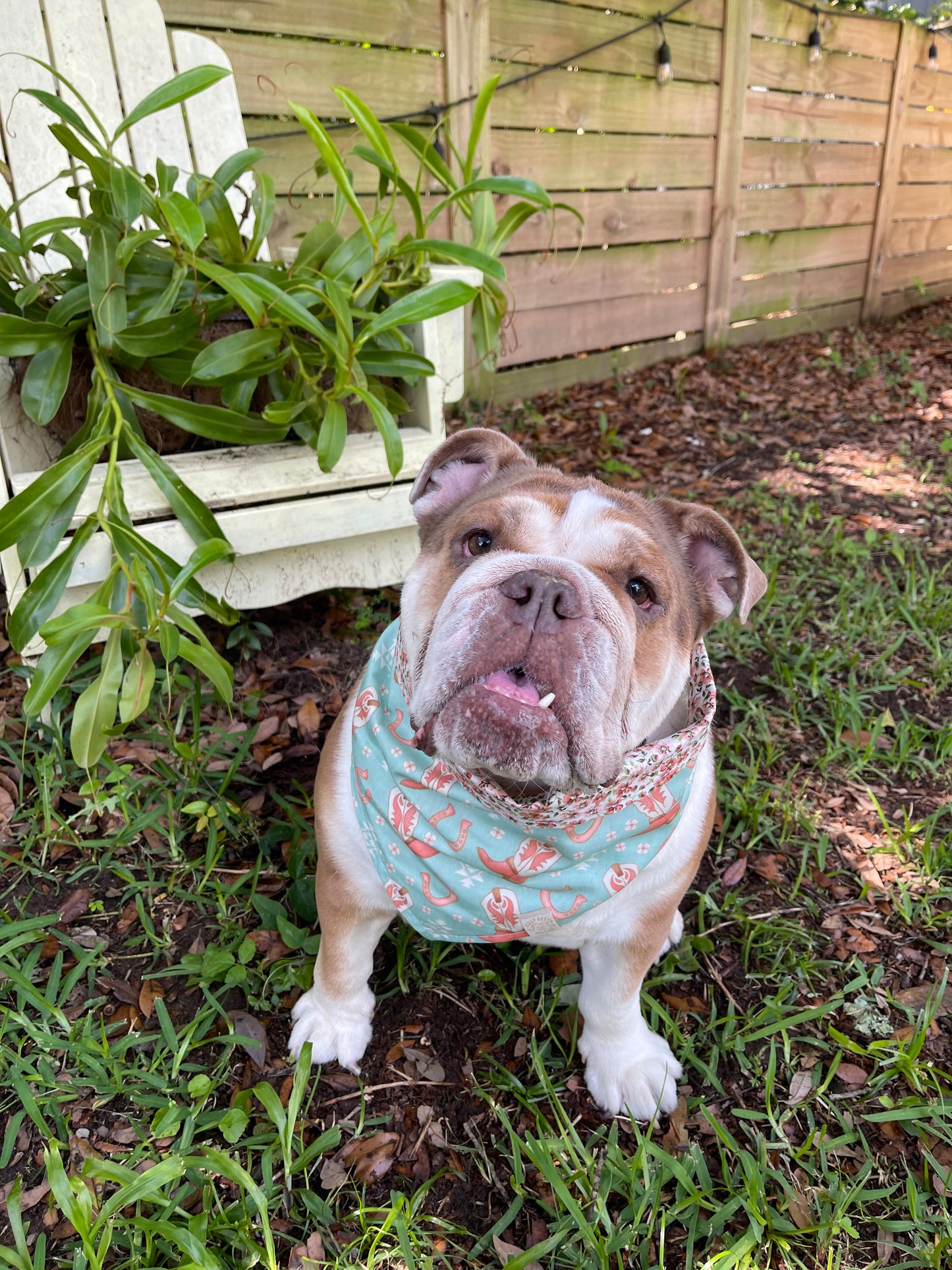 Dog Bandana - Sweet Cowgirl Boots 👢🌸