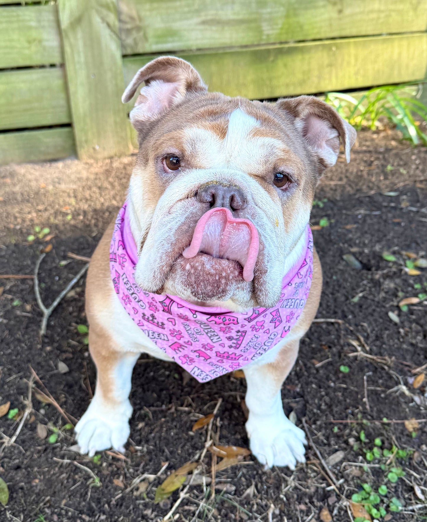 Dog Bandana - King of Farts