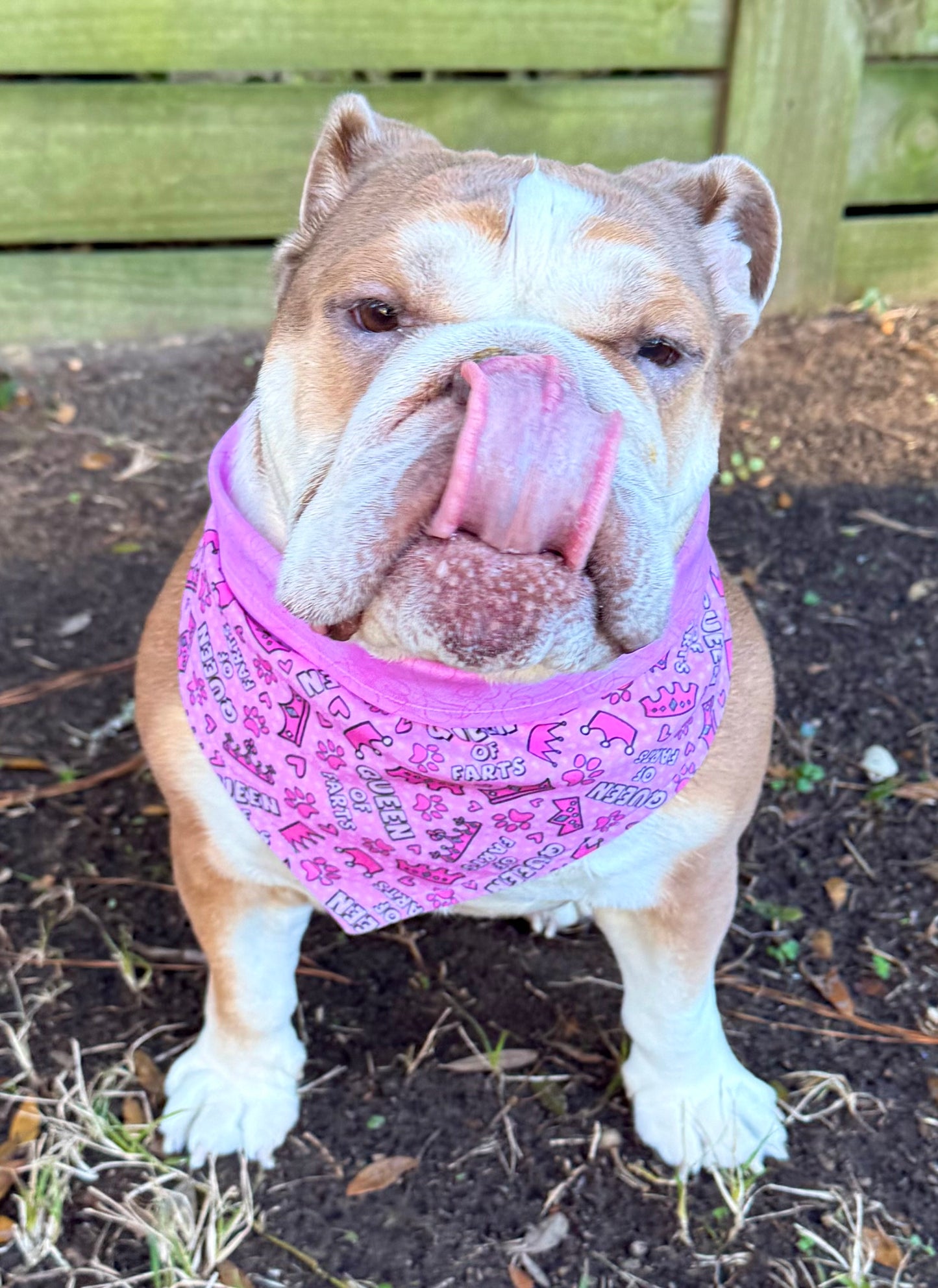 Dog Bandana - Queen of Farts