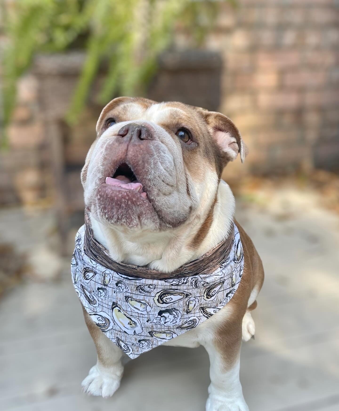 Dog Bandana - Oyster Roast