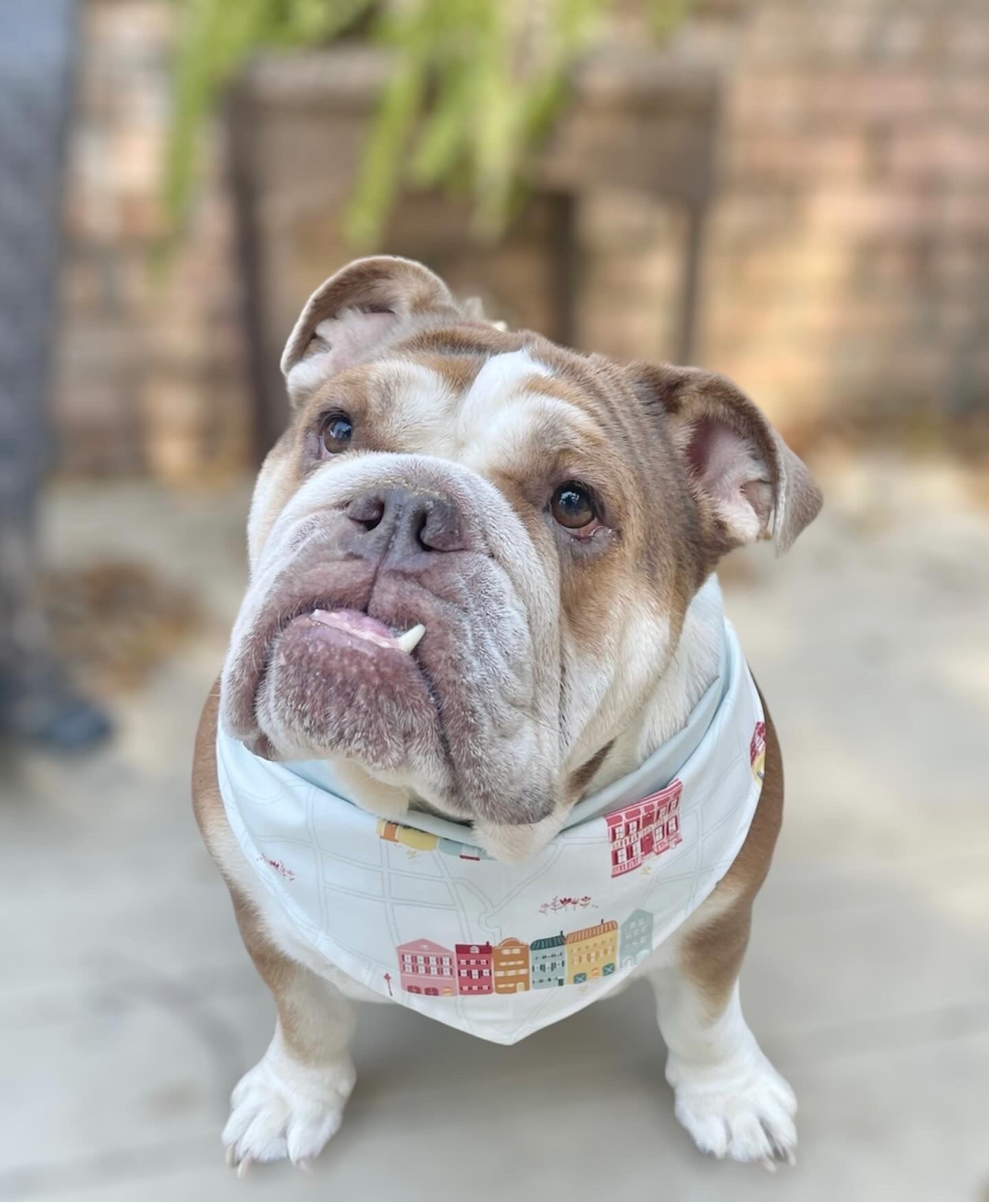 Dog Bandana - Rainbow Row