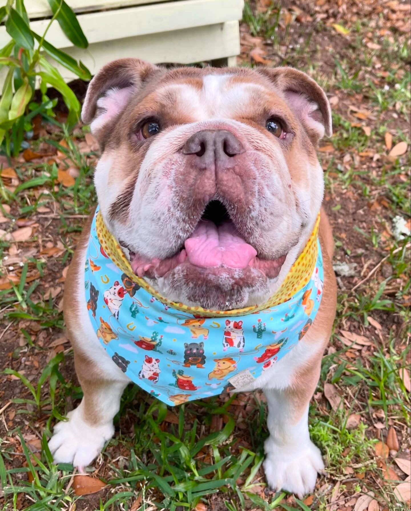 Dog Bandana - Howdy Hamsters