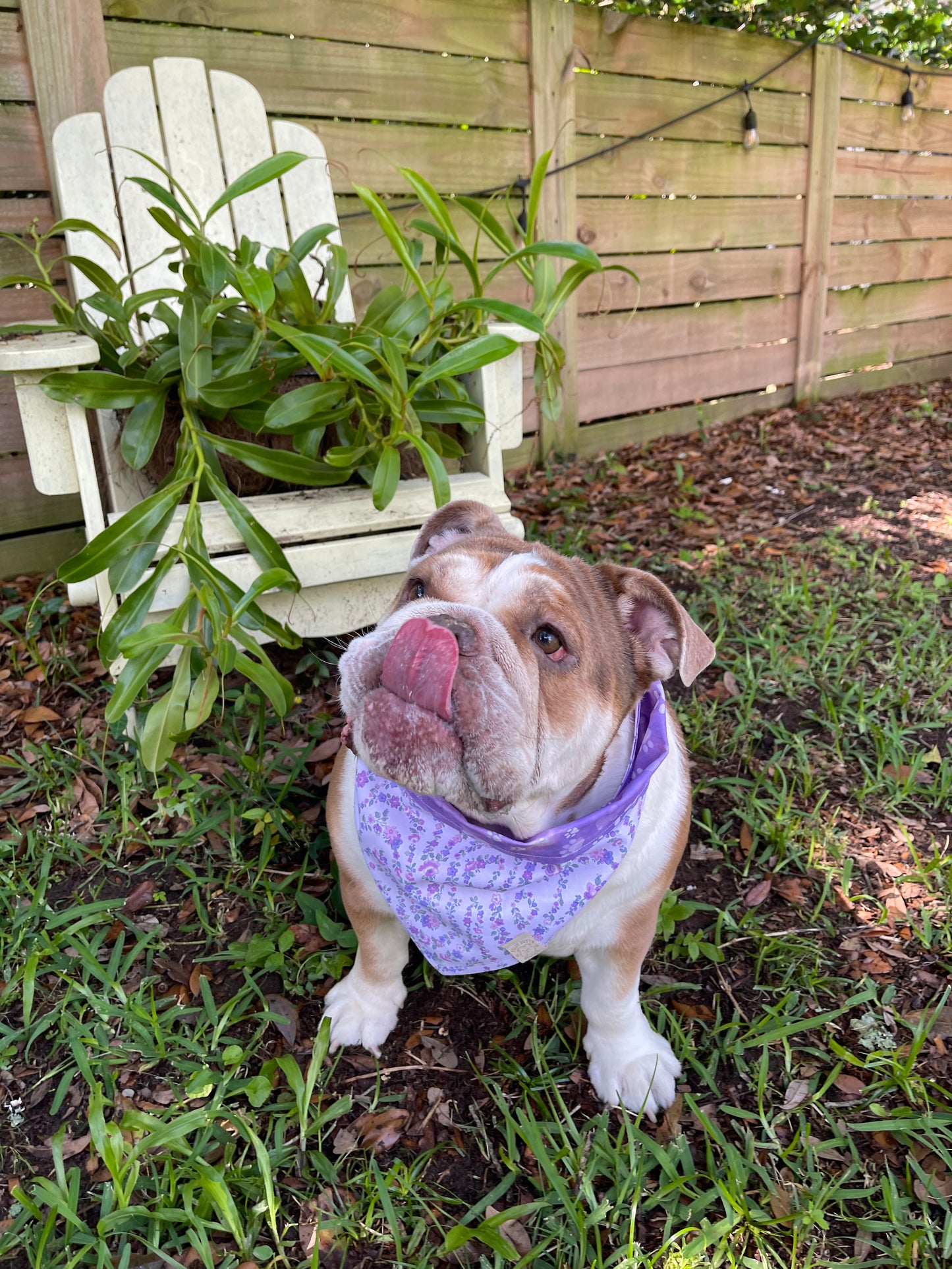 Dog Bandana - Lavender floral & paw prints