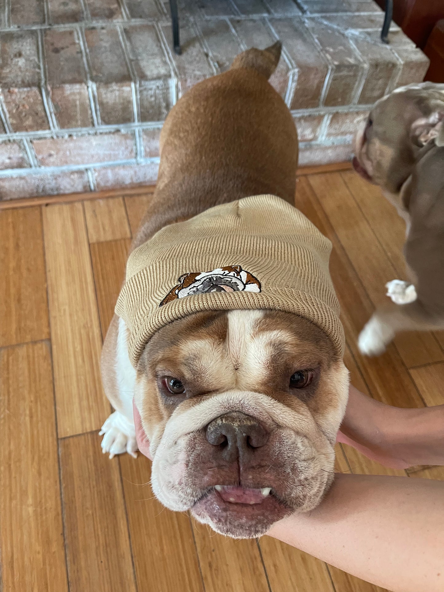 Napping Bulldog Beanie