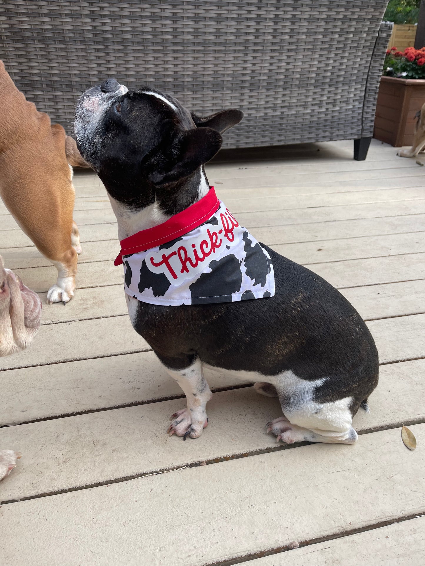 Dog Bandana -Thick Fil A