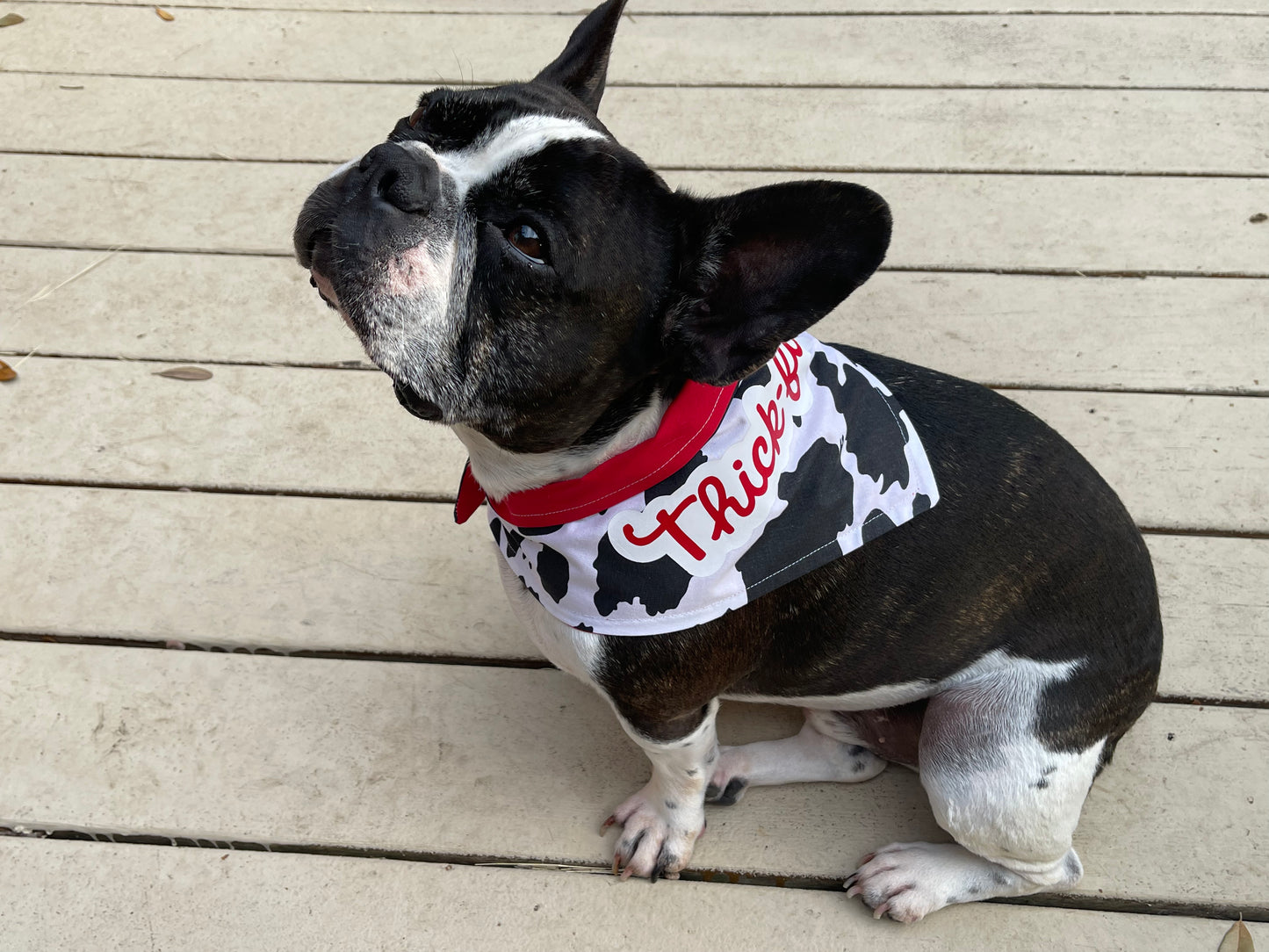 Dog Bandana -Thick Fil A